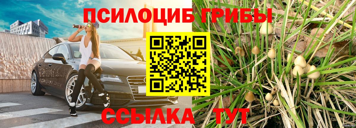Псилоцибиновые грибы Psilocybine cubensis Соль-Илецк